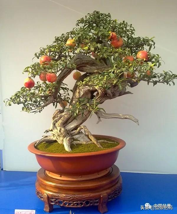 盆景不是一招一式就能完成的,盆景各有各的玩法不用攀比