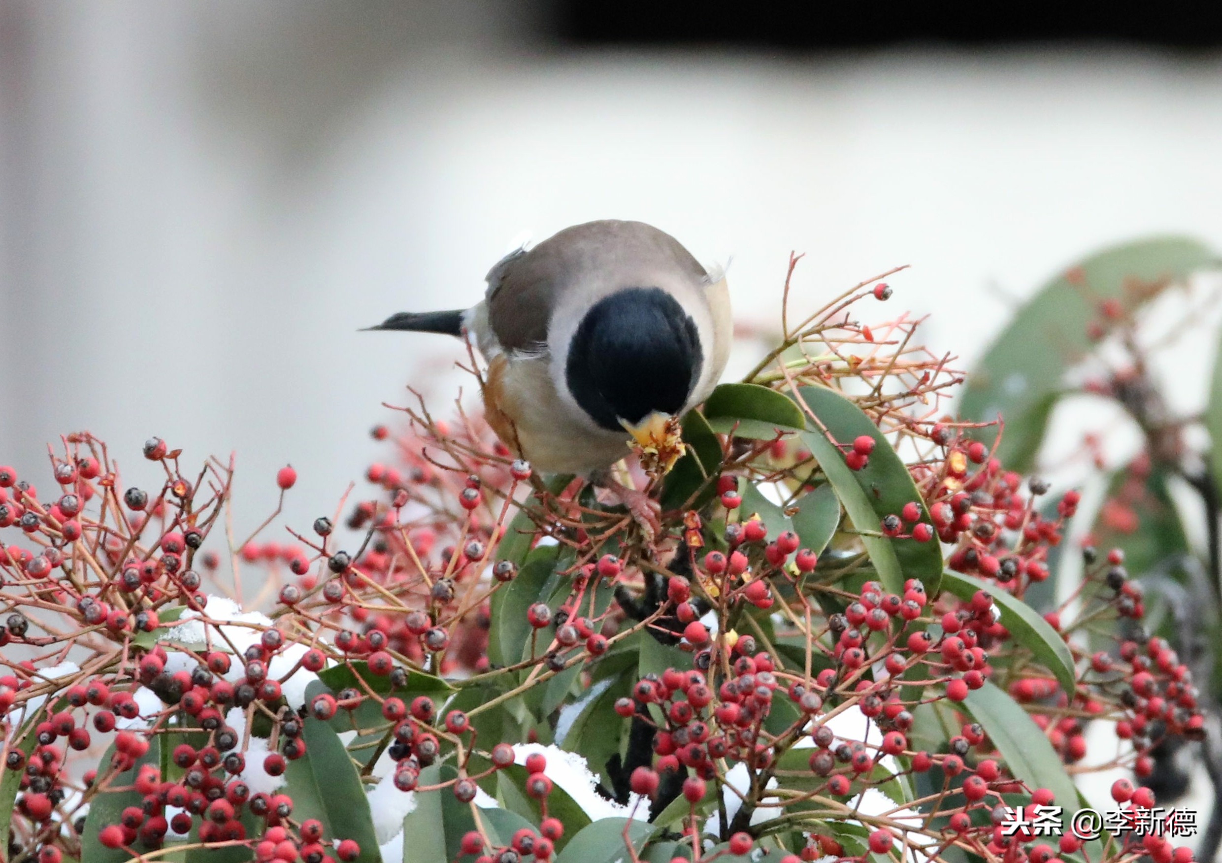 安徽合肥：大雪过后阳光灿烂，铜嘴鸟在树上觅食