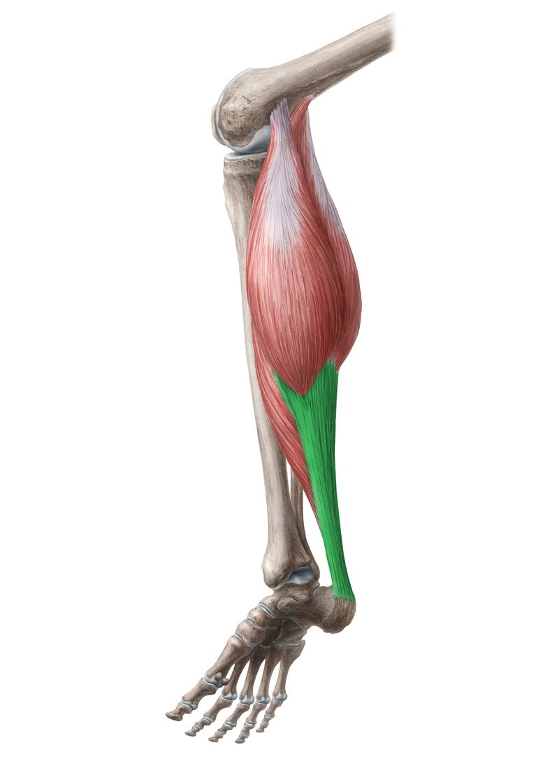 肌腱会随着锻炼而增强吗,什么样的肌腱适合运动