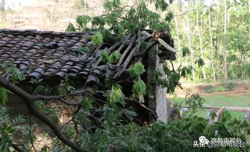 一棵被保护的百年古树,一棵百年的古树被雷击