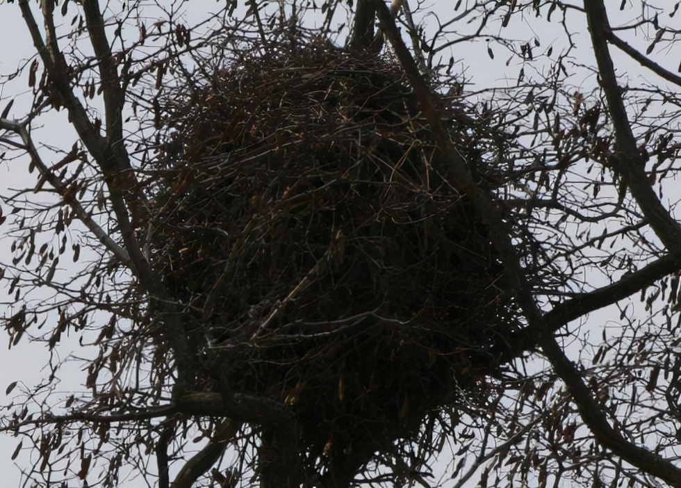 灰喜鹊为什么这么聪明,灰喜鹊为什么那么聪明