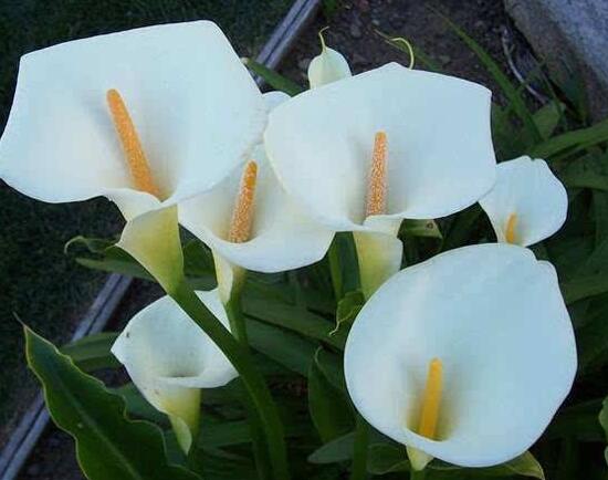 马蹄莲怎么浇水才会活,马蹄莲每天浇水的正确方法