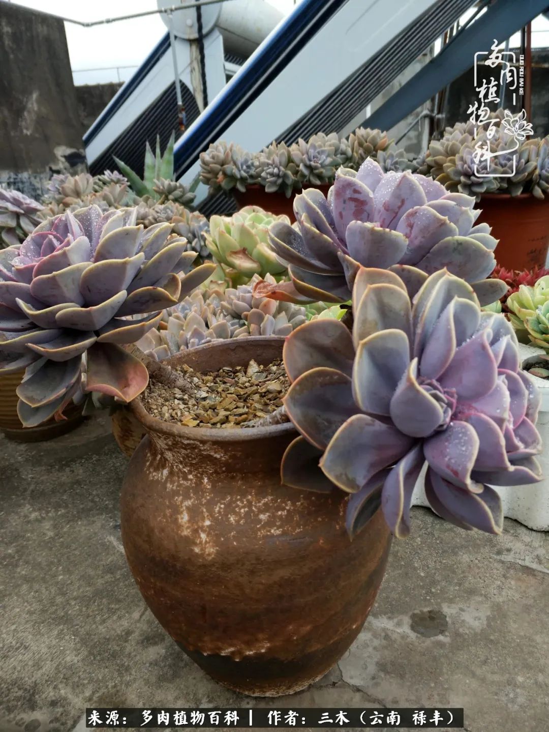 结缘多肉，阳台这一亩三分地就是我的世外桃源