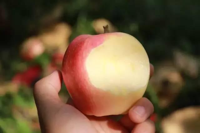 新鲜的嘎啦苹果又甜又脆,嘎啦果是酥脆还是脆甜