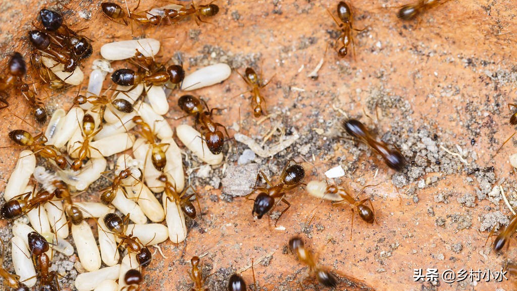 红火蚁的危险物种,红火蚁泛滥成灾的危害
