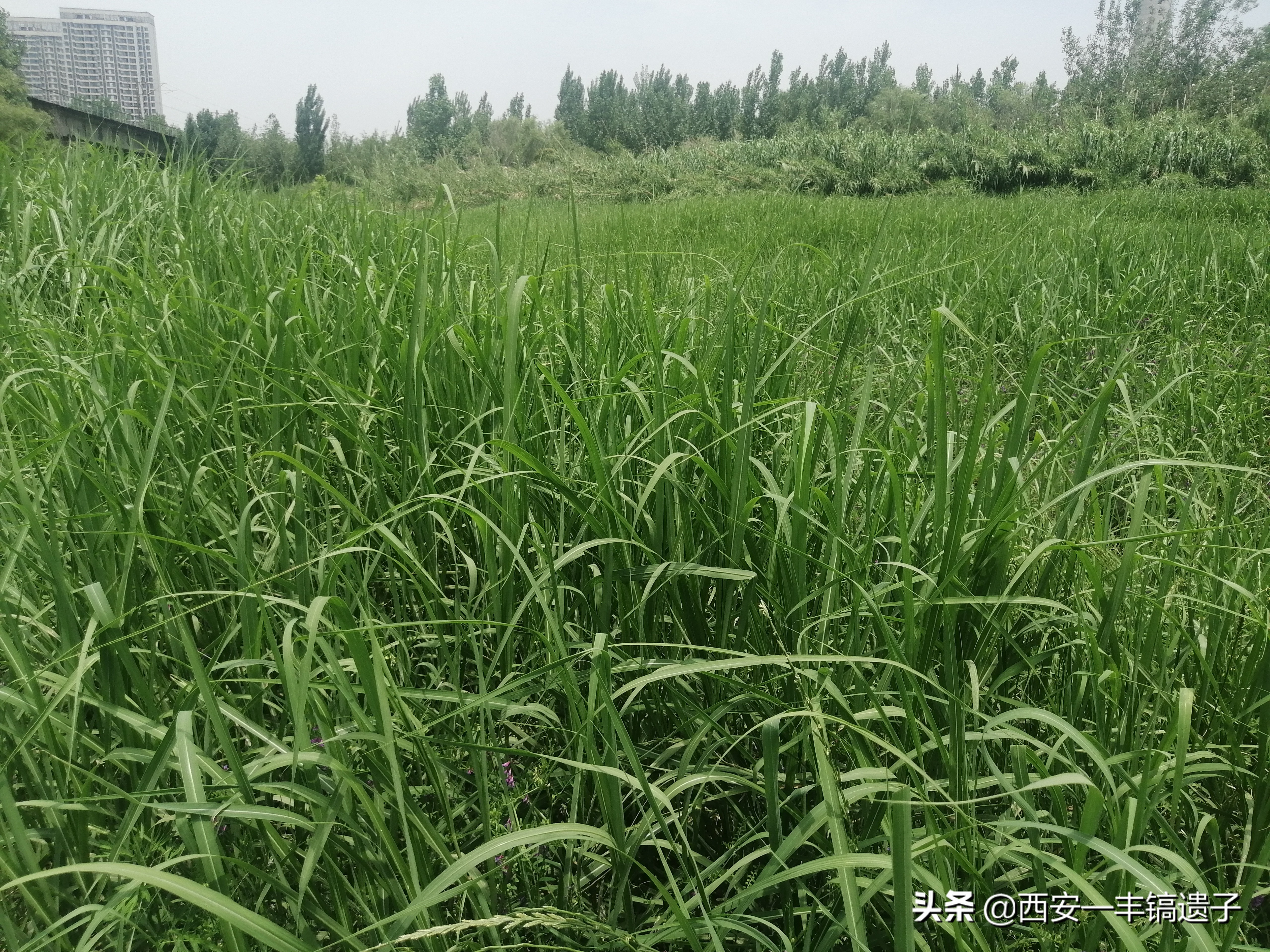 灞浐风烟函谷路解析,灞浐风烟函谷路什么意思