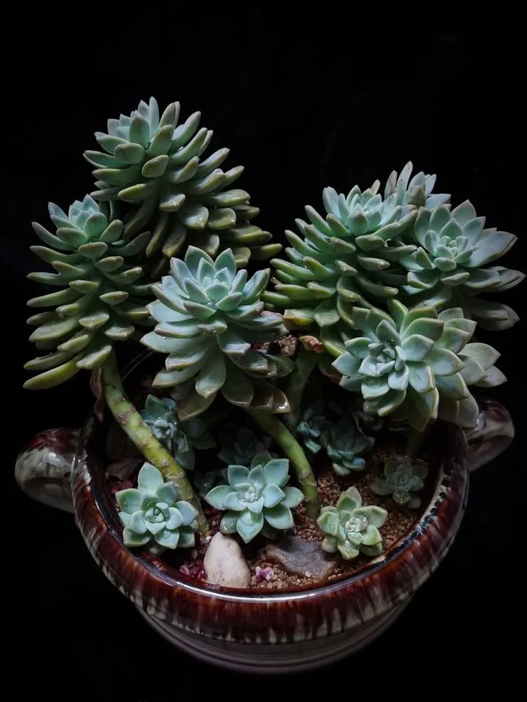 一盆仙人掌和一盆月季的故事,一个多肉的故事