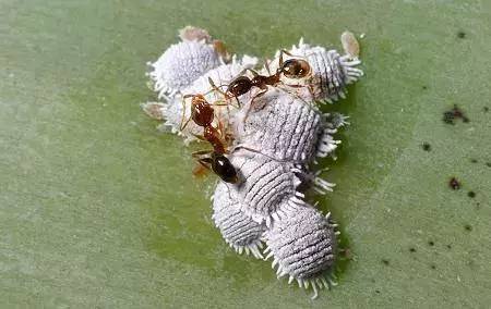 杀虫剂如何防治病虫害,金叶榆树虫害用什么杀虫剂防治好