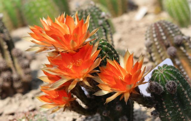 适合放屋里养的懒人植物,不用管理都能养什么花