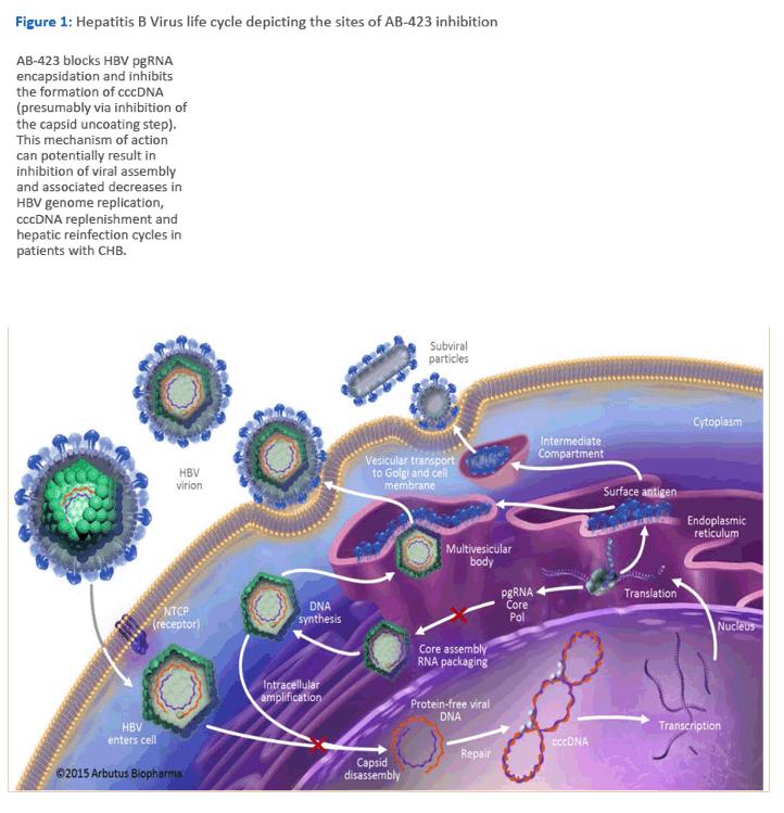 乙肝小三阳没有病毒量还会传染吗,乙肝小三阳传染吗怎么传染的