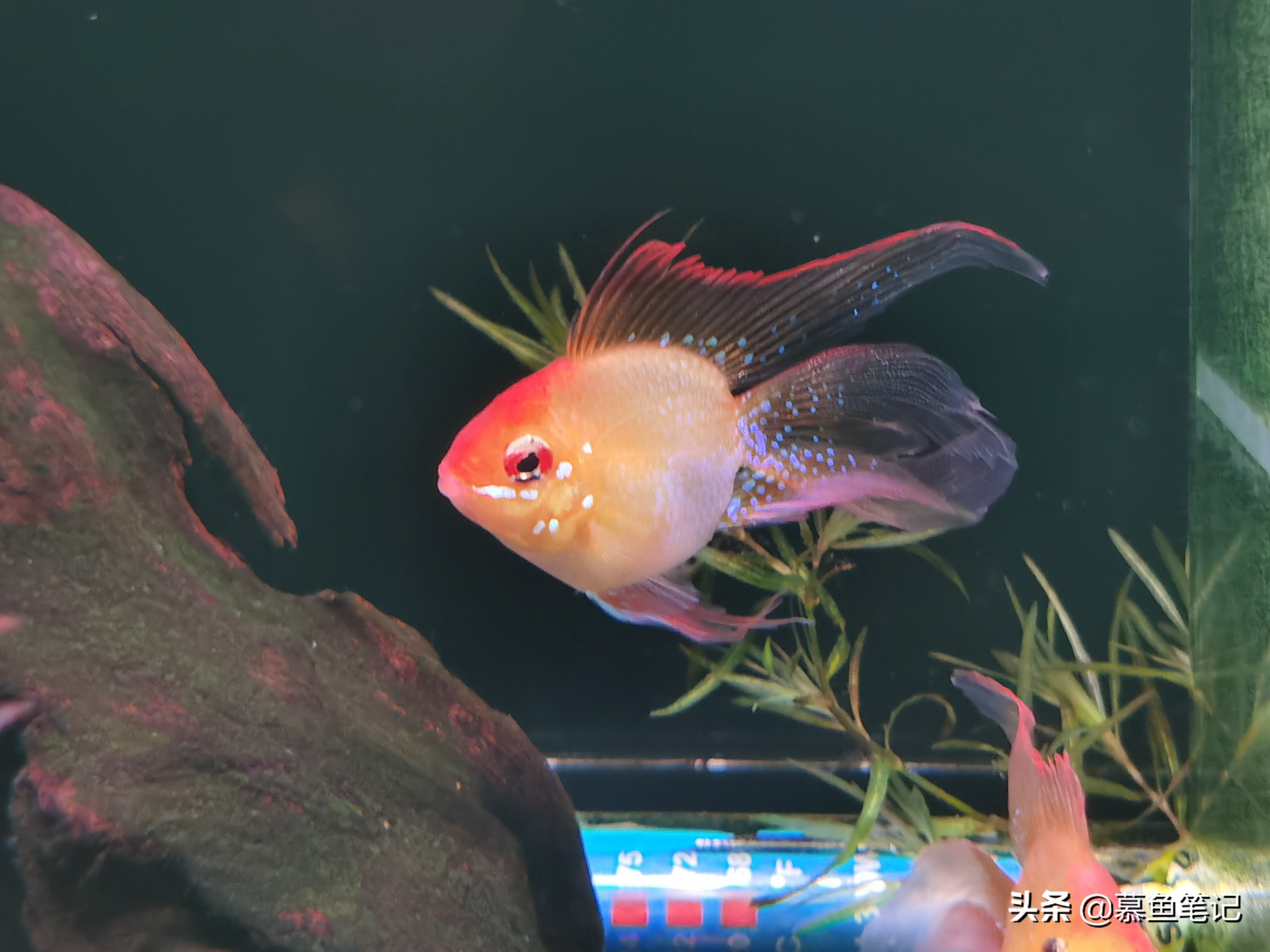 金波子白点病怎么治疗,海水鱼白点病最简单的方法