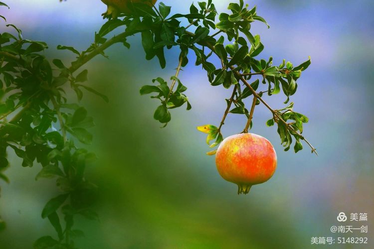 石榴一般几月份熟,石榴怎么判断熟了