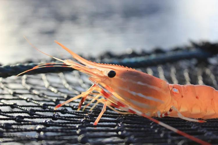 斑点虾开卖!最全购买地址请收好,还能网购加送货上门,给力