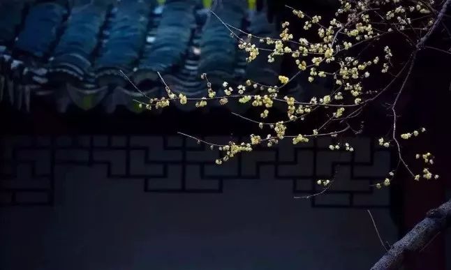 山花野鸟｜园林花语