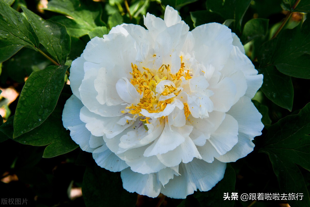 国色天香洛阳牡丹基地,牡丹国色天香品种介绍