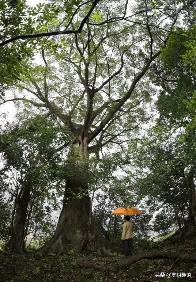 快约！福州这两处绝美村庄，简直就是“童话世界”