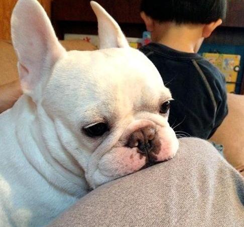 法国斗牛犬为什么臭,斗牛犬拉屎臭不臭