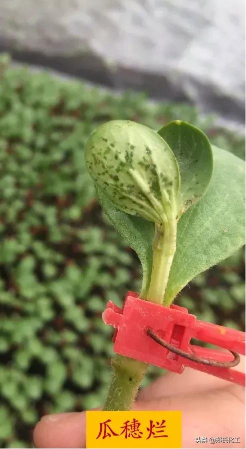 西瓜叶斑病最佳治疗方法,西瓜叶斑病的防治方法