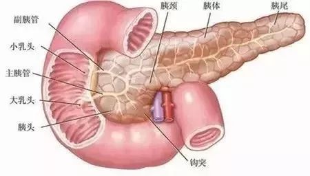 【腺体之美】荷尔蒙，你不知道的另一面