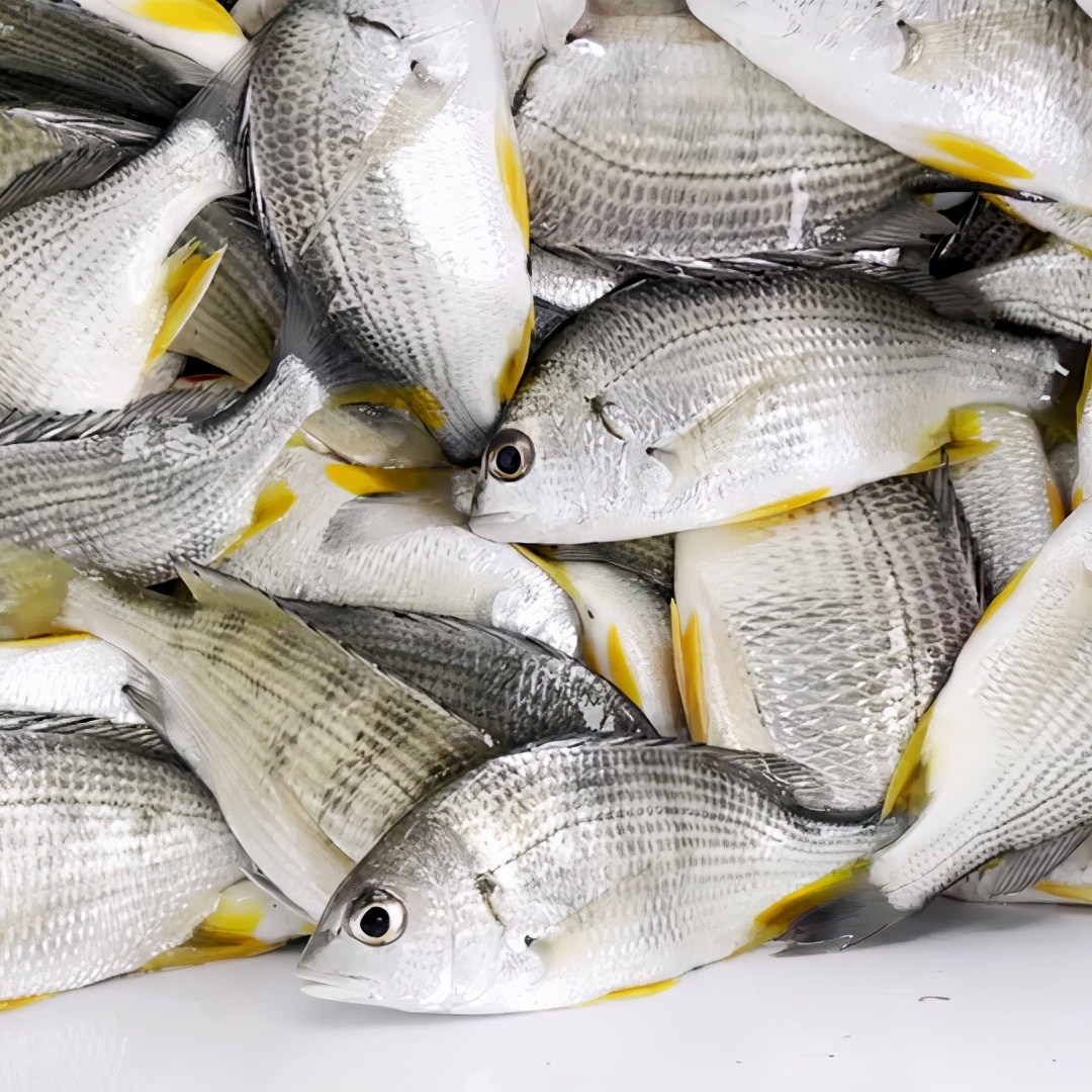 湛江出海钓鱼多少钱一天,在湛江海钓多少钱