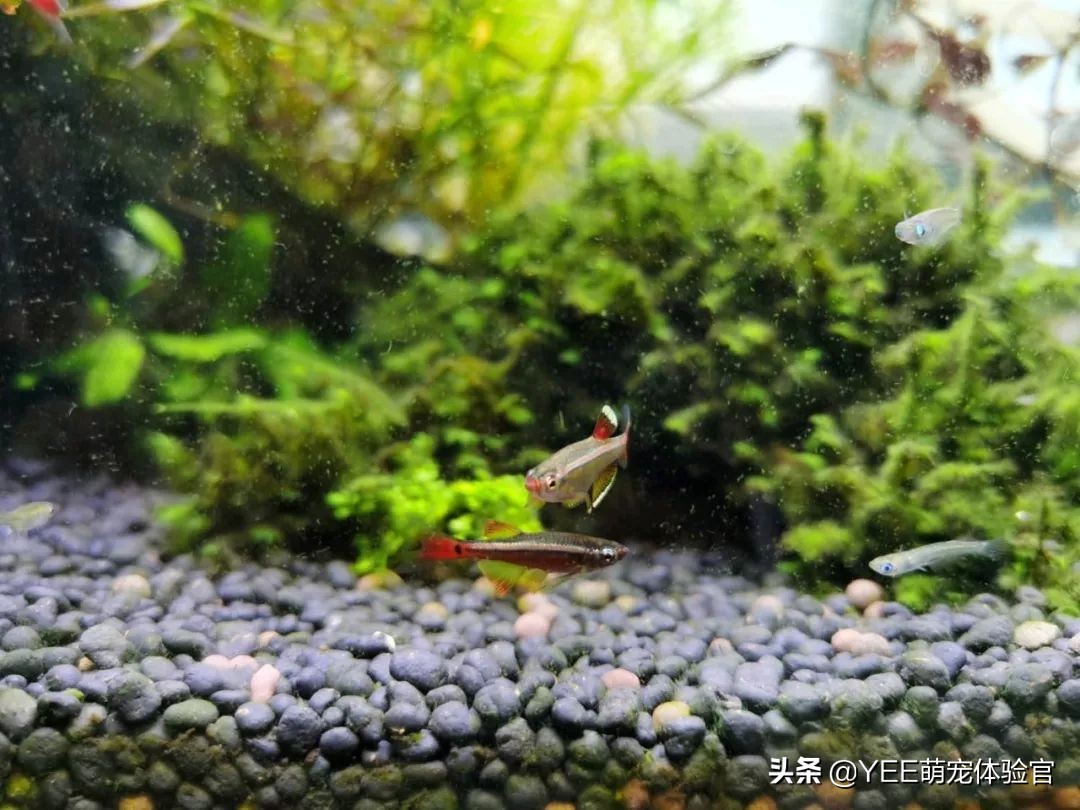 白云金丝鱼互动性好吗,白云金丝鱼是群游鱼吗