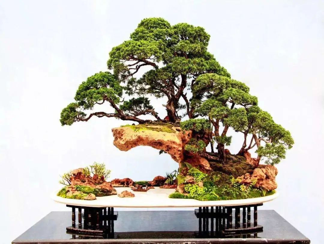 树木盆景养护包含六个方面的工作,盆景树如何照顾