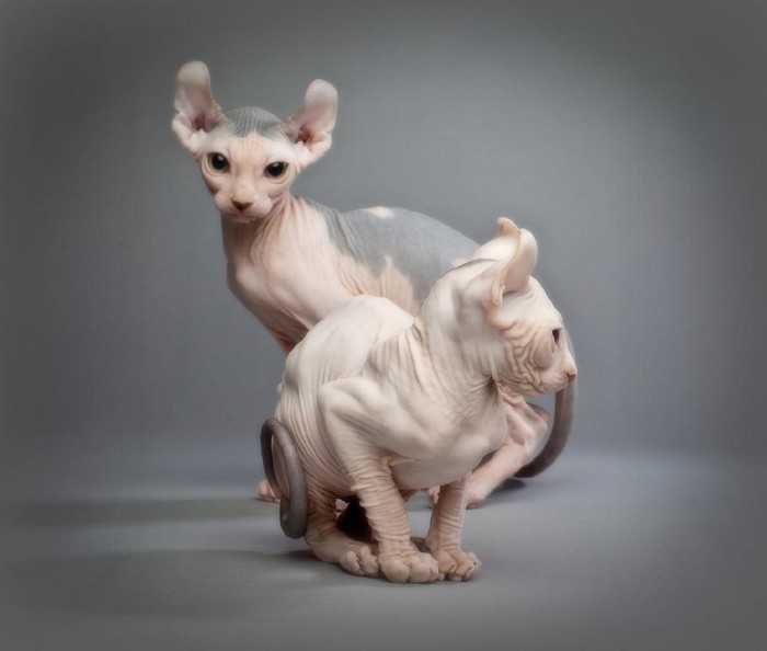 世界上最昂贵的猫,世界上最昂贵的十个猫品种