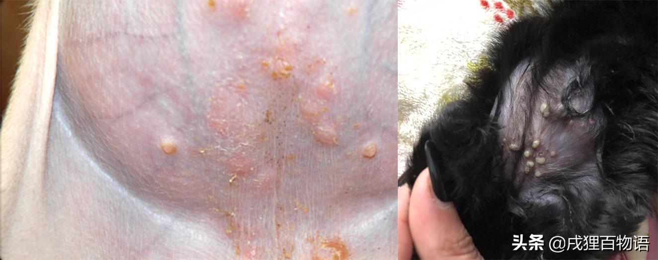 宠物皮肤病有哪些鉴别方法,宠物皮肤病怎么测试是哪种