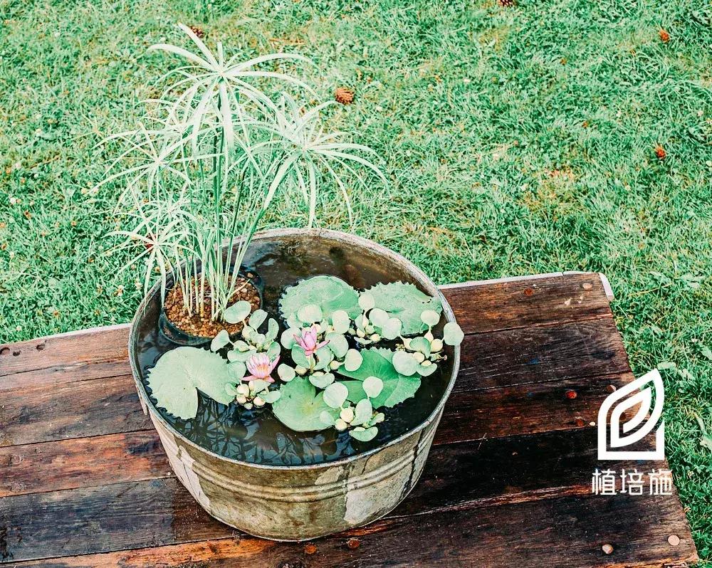 盆栽睡莲养殖方法和注意事项,盆栽睡莲的种植方法