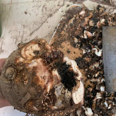 什么花可以露天养不怕雨淋,哪种花最不怕太阳晒