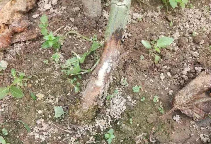 百香果基腐病喷多菌灵有效吗,台农百香果容易得茎基腐病吗