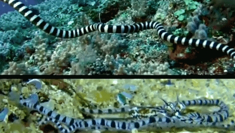 透明变异章鱼 (章鱼体内白色球状物是什么)