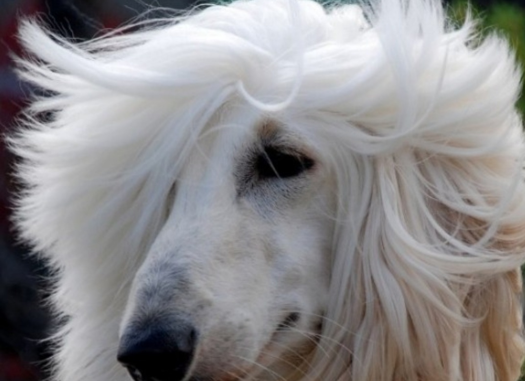 长毛狗阿富汗猎犬造型,长毛狗阿富汗猎犬