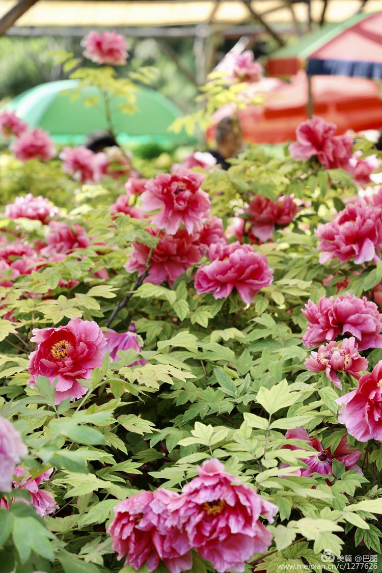 看洛阳牡丹花卉节,洛阳古都牡丹花展