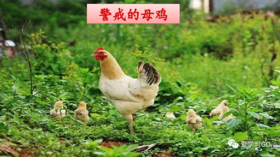 四年级下册语文母鸡课文重点讲解,四年级下册语文14课母鸡重点知识