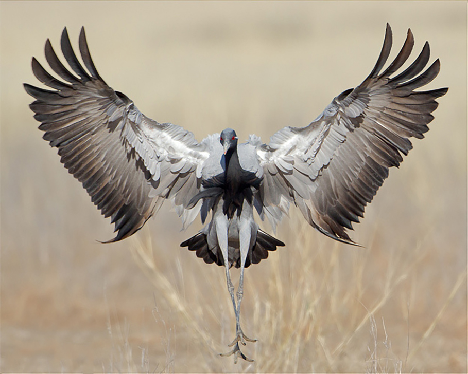 东江揽胜,惠州淡水常见鸟类图谱