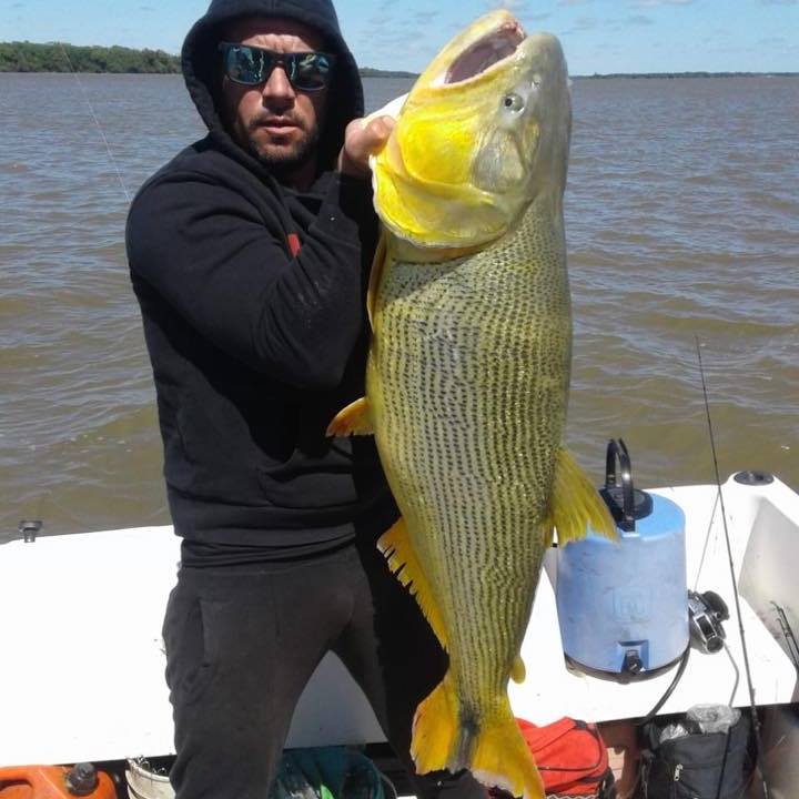 南美洲亚马逊黄金河虎,南美黄金河虎鱼