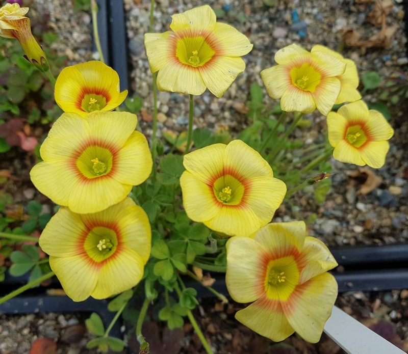 酢浆草播种技巧,酢浆草怎么播种