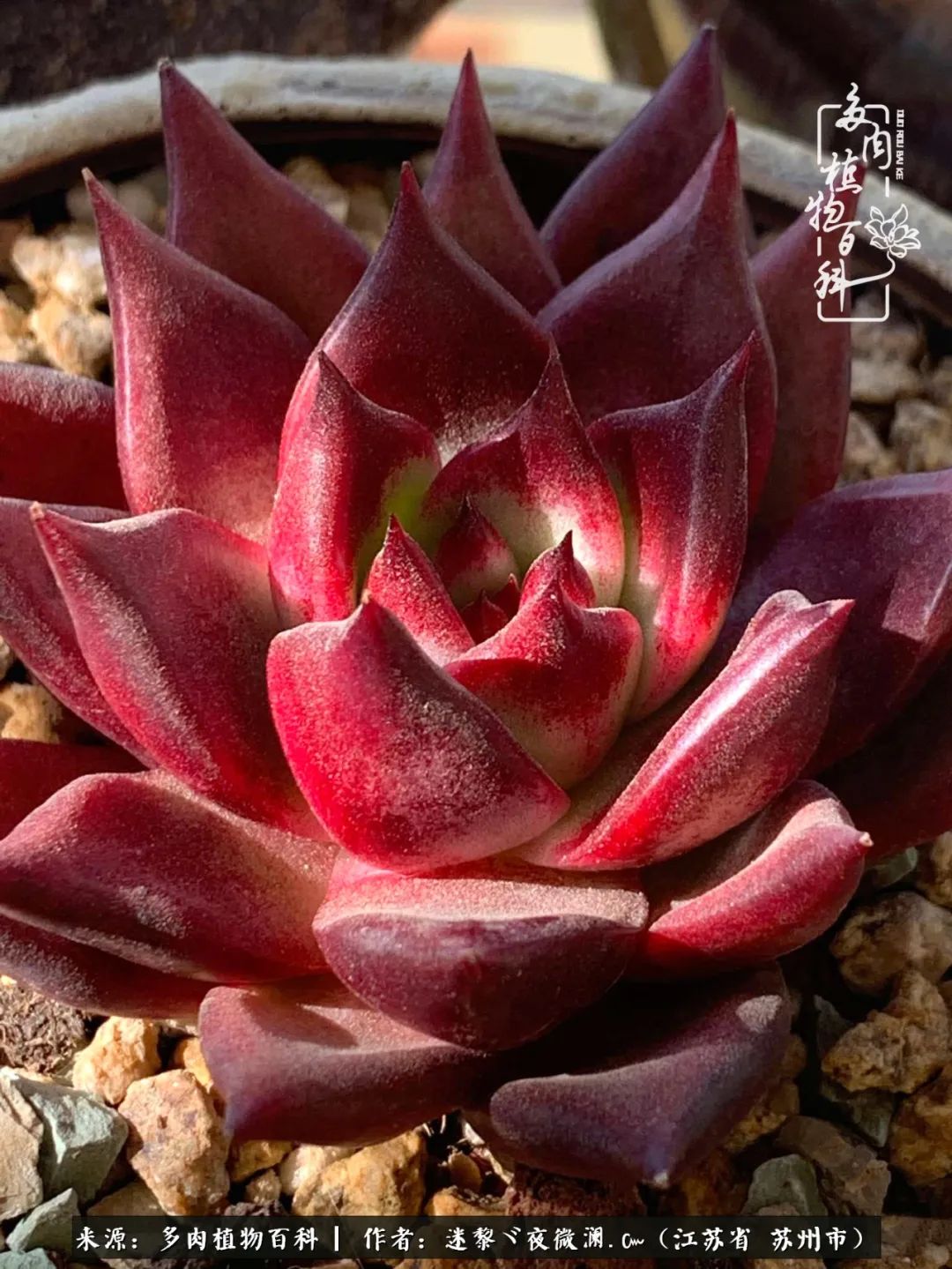 围观多肉版武林大会，一起穿越吧,下