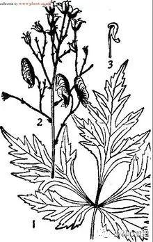 中药药材大全及功效,补肾中药大全及功效