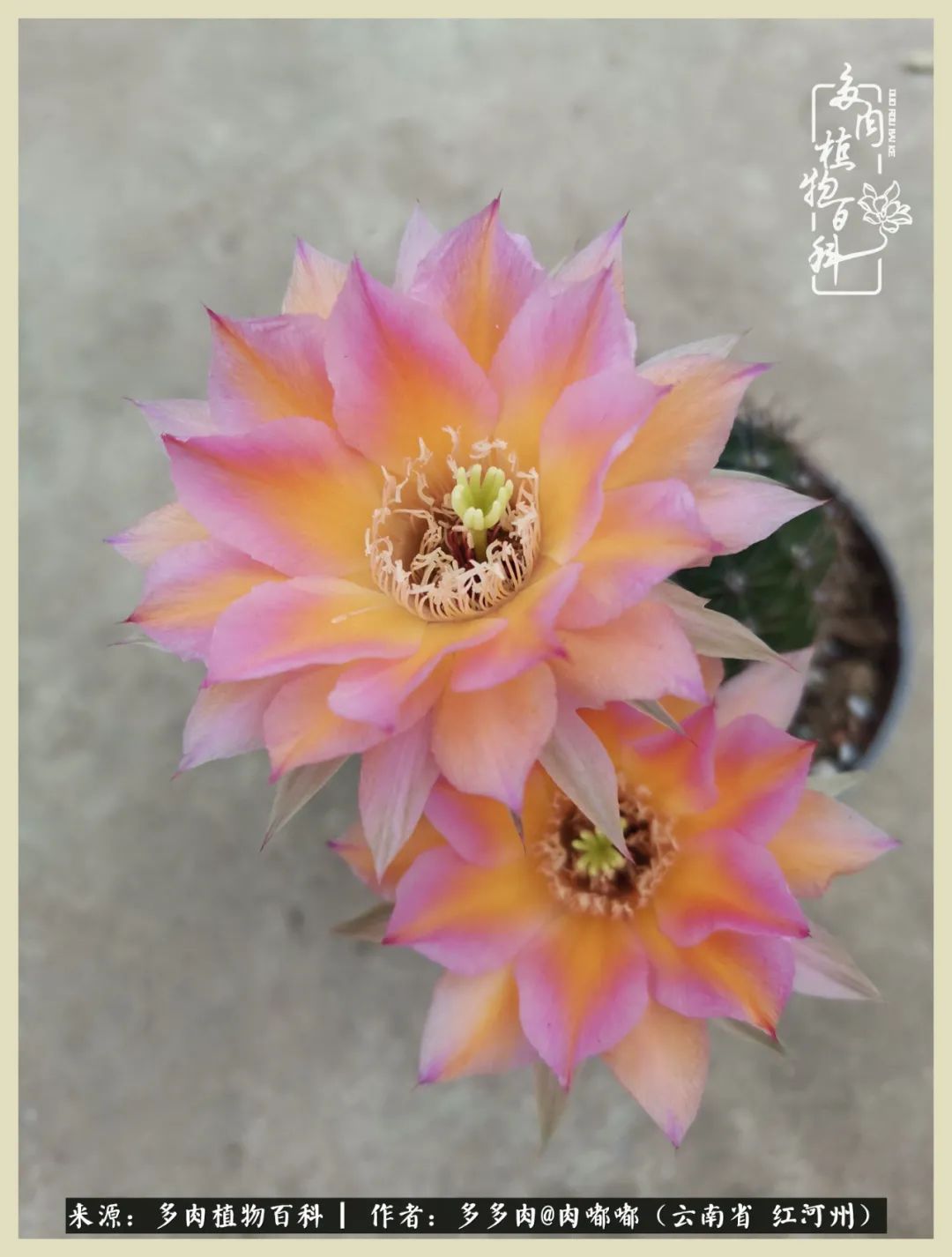 这个春天我们一起去赏花,这个季节我们一起去看花