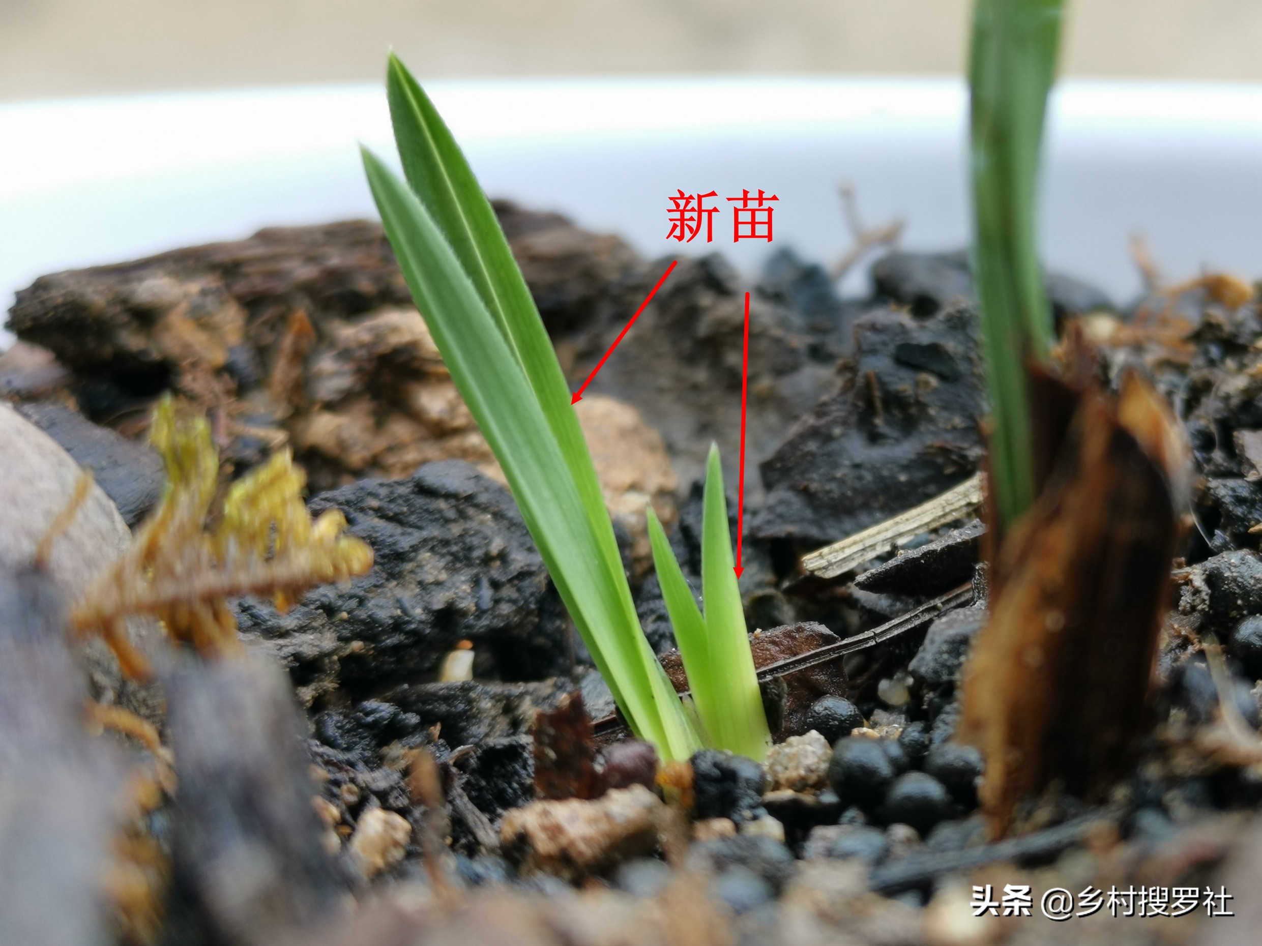 这样治疗兰花的茎腐病,第二年就可以成壮苗,关键就是这5点