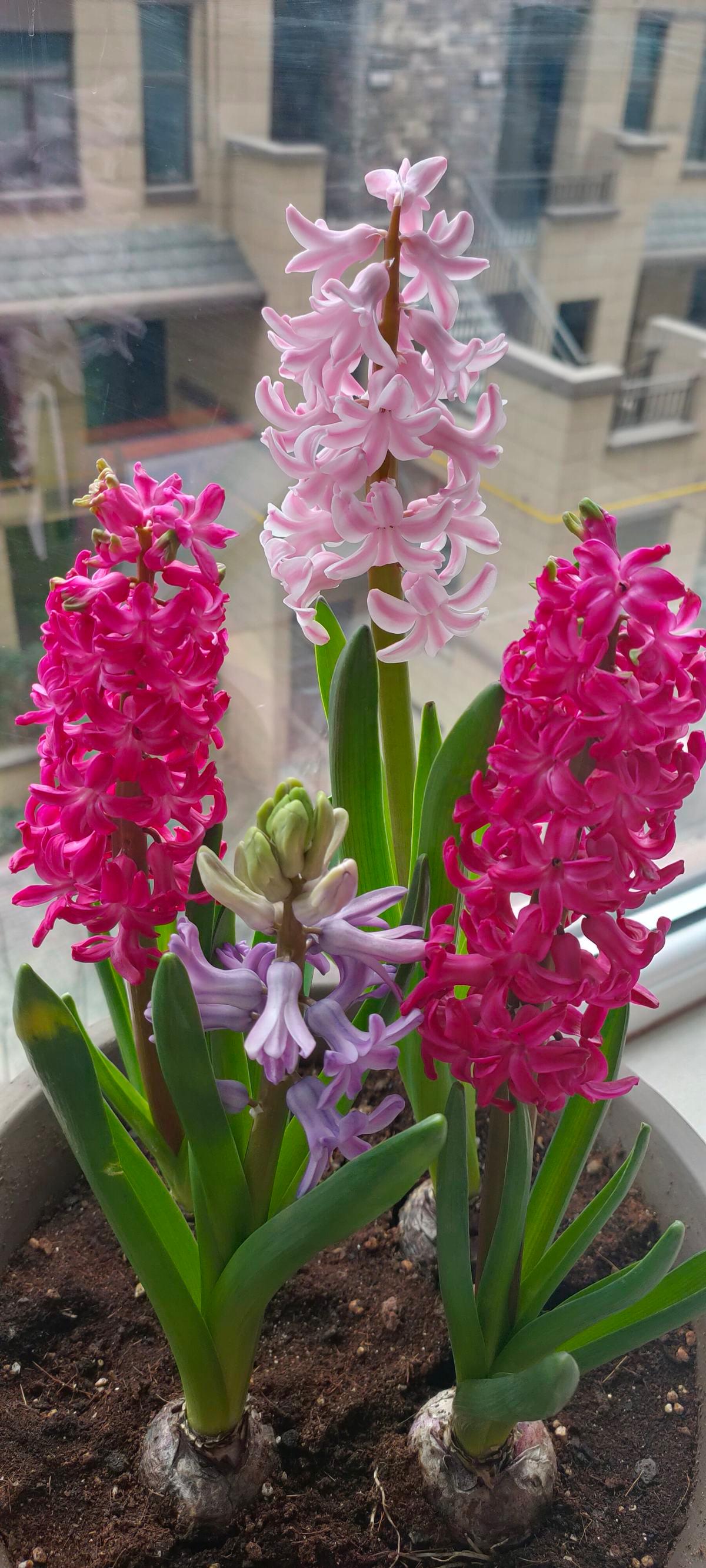 富贵大气的十种花,马上要开花的富贵花