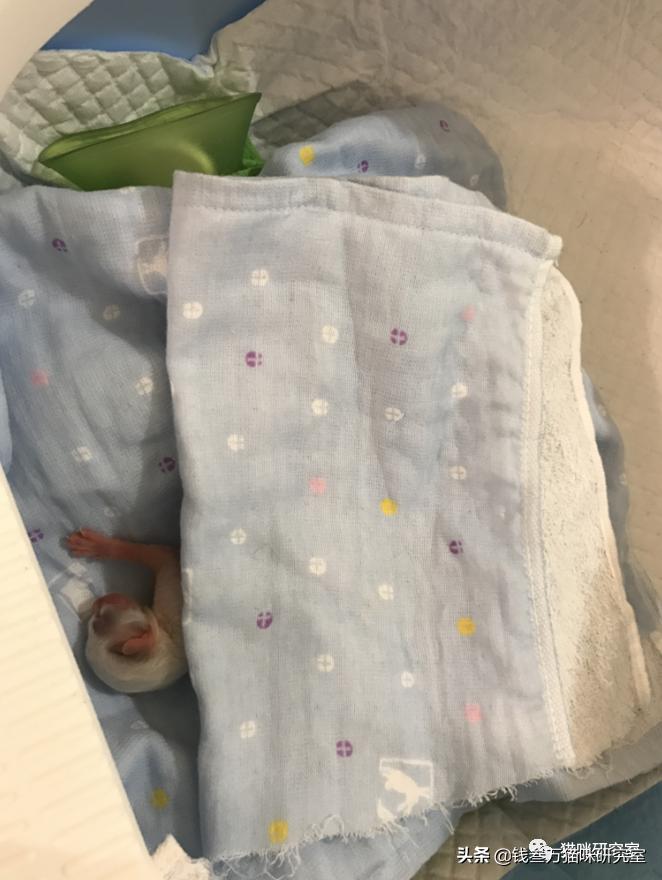 刚生的小猫母猫不在如何照顾,早产没长毛的小猫怎么救活