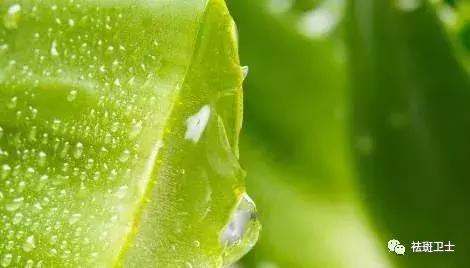 芦荟祛斑真的有用吗,祛斑芦荟哪种品种最好