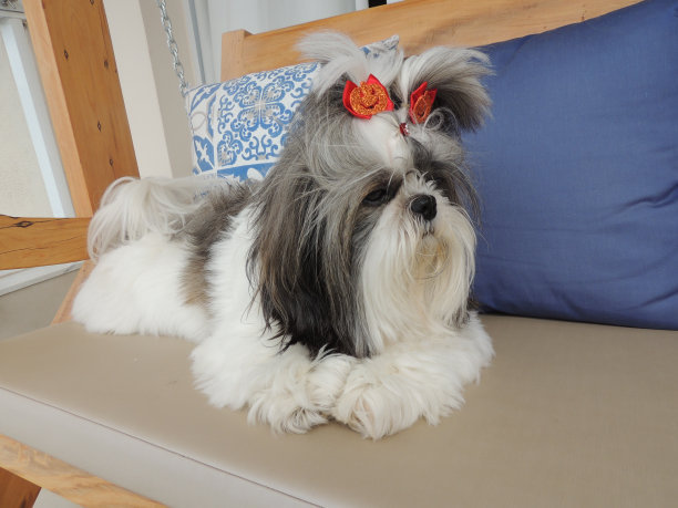 国外的狗跟中国的狗有哪些不一样,中国的土狗好还是外国的狗好