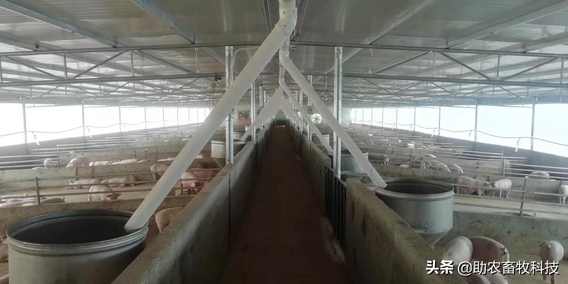 猪用益生菌除氨气效果,养猪场除臭益生菌排名