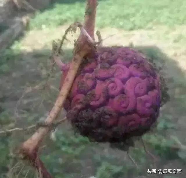 恶魔果实水果性能,恶魔果实图鉴108种属性