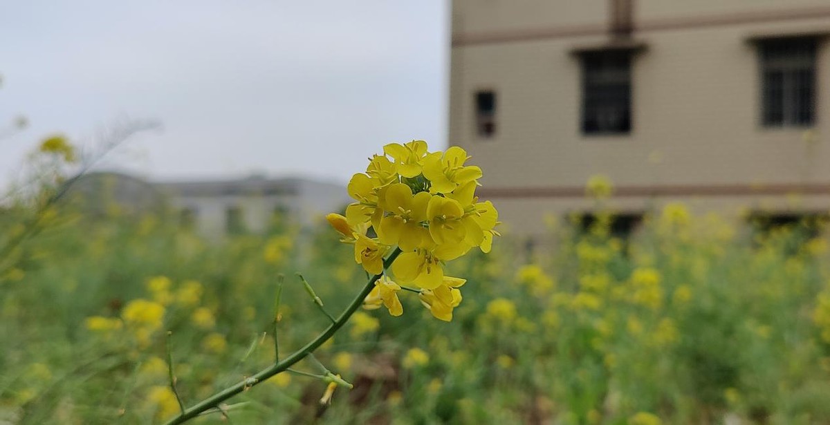 5g时代最真实的游戏体验,荣耀play5是不是5g手机