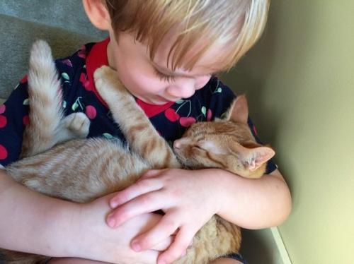 原来养猫有7个好处,原来养猫这么赚钱